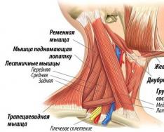 Мышцы тела человека: головы, шеи, туловища, верхних и нижних конечностей